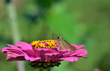 百日草の蜜を吸うセセリチョウ