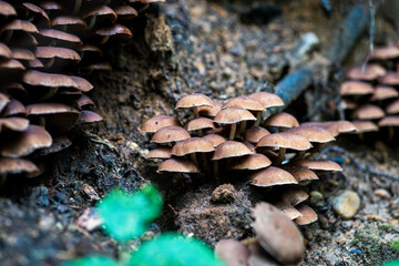 Mushrooms on wood