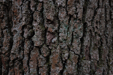 close up bark texture of a tree