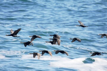 Kormorane im Tiefflug über Wasser