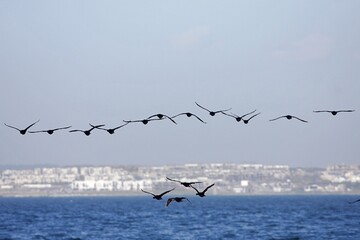 Kormorane im Tiefflug über Wasser