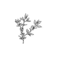 Aromatic thyme herb in hand drawn sketch style, vector illustration isolated on white background.