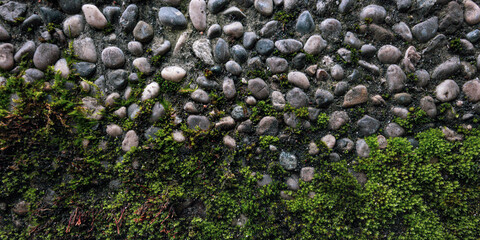 closeup texture of urban concrete wall with stones covered with vegetation and green moss like as a...
