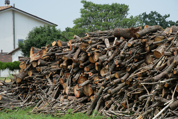 Raccolta di legna da ardere