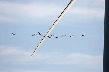 Kraniche im Formationsflug