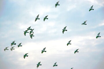 Taubenschwarm im Flug