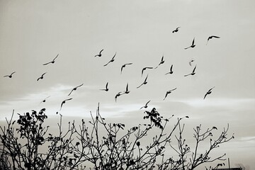 Taubenschwarm im Flug