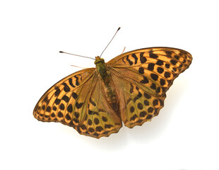 Fritillary, Speyeria