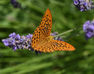 Imperial mantle, Argynnis paphia