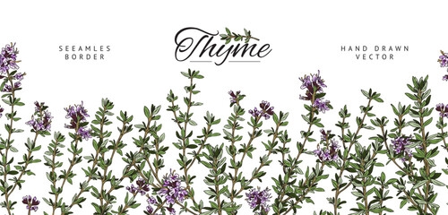 Thyme hand drawn seamless border design sketch vector illustration isolated.