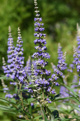 Moenchspfeffer, Vitex agnus, castus