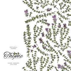 Thyme natural herbs card or border template sketch color vector illustration.