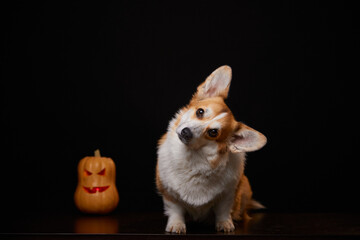 A corgi breed dog with a pumpkin for Halloween. A dog and a pumpkin on a black background. The dog listens with his head tilted.