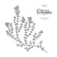 Monochrome thyme branch with leaves, poster template - sketch vector illustration on white background. - obrazy, fototapety, plakaty