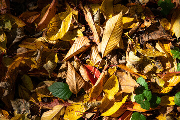 Yellow autumn leaves in good weather