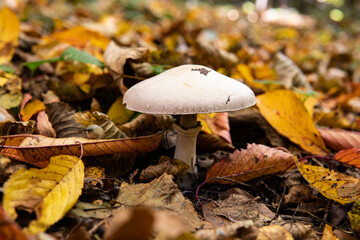 Mushrooms that grow in the forest in good weather
