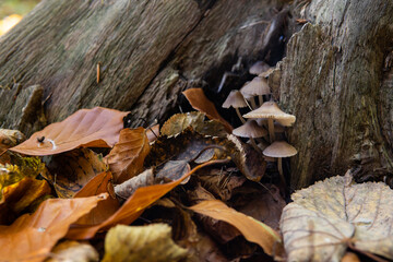 Mushrooms that grow in the forest in good weather