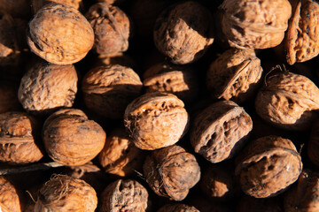 walnuts freshly picked in season