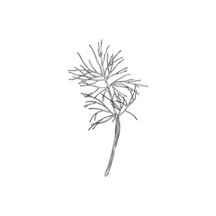 Monochrome dill branch with leaves, outline doodle vector illustration isolated on white background.