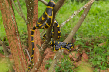 Boiga dendrophila, commonly called the mangrove snake or gold-ringed cat snake on wildlife
