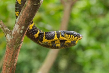 Boiga dendrophila, commonly called the mangrove snake or gold-ringed cat snake on wildlife
