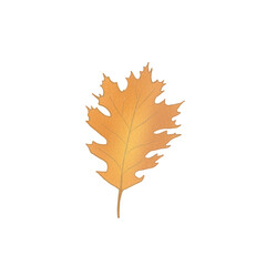 Fototapeta premium Autumn Leaf
