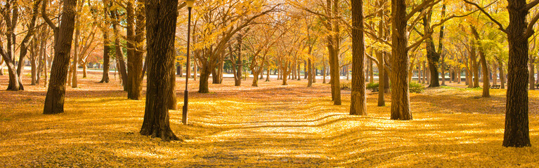 autumn park