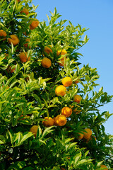 Lemons cultivation on Garda's lake coast, Italy