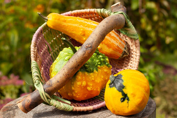 Decorative orange and green pumpkins in colorful basket. Wooden log. Bokeh blurry background