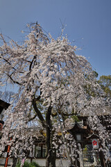 平野神社の魁桜