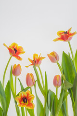 Beautiful composition of yellow and red tulip flowers on a white background. Flat lay. Top view. Portrait.