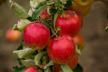 Fresh apples from the orchard. Apple harvest ready to be picked from the orchard in the Republic of Moldova.