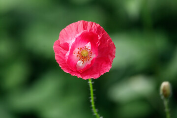 Poppies, close up with backlight in summer, minimalist nature photography, red and pink.