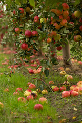 Fresh apples from the orchard. Apple harvest ready to be picked from the orchard in the Republic of Moldova.