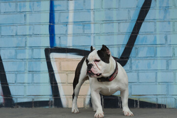 Shorty Bull steht vor einer Graffity Wand