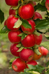 Fresh apples from the orchard. Apple harvest ready to be picked from the orchard in the Republic of Moldova.