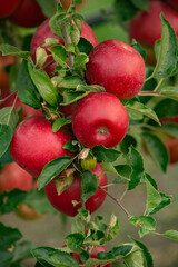 Fresh apples from the orchard. Apple harvest ready to be picked from the orchard in the Republic of Moldova.
