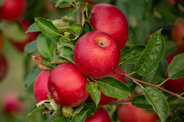 Obraz premium Fresh apples from the orchard. Apple harvest ready to be picked from the orchard in the Republic of Moldova.