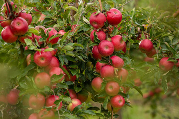 Fresh apples from the orchard. Apple harvest ready to be picked from the orchard in the Republic of Moldova.