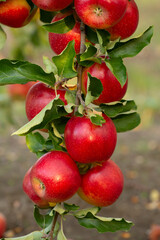 Fresh apples from the orchard. Apple harvest ready to be picked from the orchard in the Republic of Moldova.