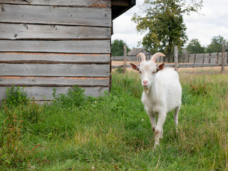 White furry goat living on the farm. Farm animals - obrazy, fototapety, plakaty