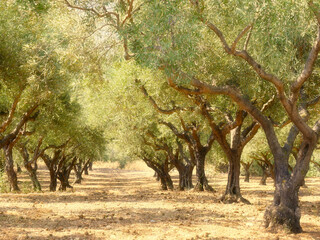 Olivenhain auf Kos