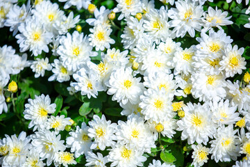 White flowers close up. Bouquet of light daisy flowers. City flower beds, a beautiful and well-groomed garden with flowering bushes.