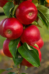 Fresh apples from the orchard. Apple harvest ready to be picked from the orchard in the Republic of Moldova.