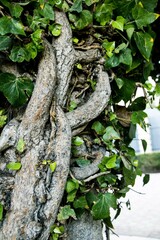 trunk tree creeper with green leaves