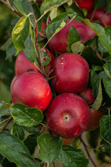 Fresh apples from the orchard. Apple harvest ready to be picked from the orchard in the Republic of Moldova.