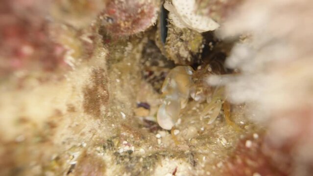 Two large shrimp in a stone gorge at the bottom of the sea, attacking the camera, extreme close-up.