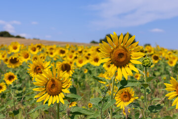 Сombination in one photo of a bright yellow sunflower (Helianthus annuus), a blue sky and green leaves is perhaps the most harmonious and vivid combination of colors in art