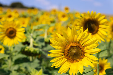 Sunflowers are a versatile plant, their seeds are a healthy snack, you can get oil from them (Selective focus)