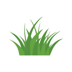 Green Grass Isolated on White Background,flowers